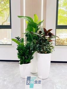 建邺写字楼办公室公共区域走道绿植租摆高中低搭配