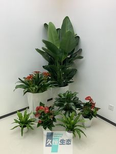 建邺办公室花卉绿植租摆简约组合